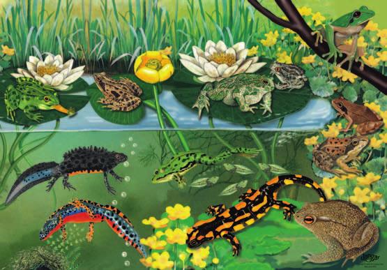 3o 19,00 PLN z VAT Puzzle 88 elementów: Ptaki w lesie, z podkładką, w pudełku Edukacyjne 88-elementowe puzzle przedstawiają wybrane ssaki leśne na tle ich naturalnego środowiska lasu.