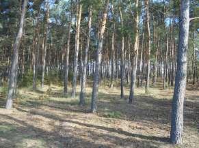 66/149 Fot. 7. Widok powierzchni lasu sosnowego od strony północnej Fot. 8. Widok powierzchni ugoru porolnego od strony wschodniej Fot. 9.