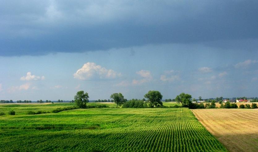 Zużycie nawozów w Polsce w 000 t czystego składnika. Rosnące ceny gazu ziemnego (stanowiące ok.