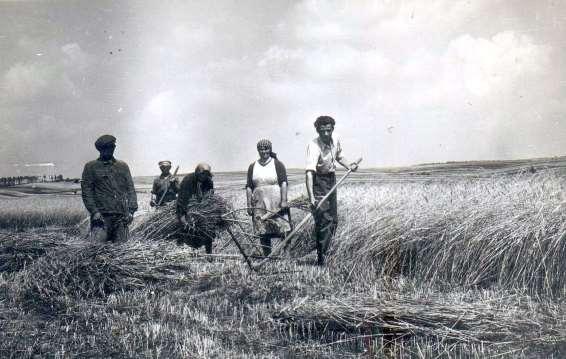 Opis zdjęcia Tadeusz Halicki. Zdjęcie 30 Rok 1951 (lub później). Żniwa na polach na północ od Grabowca przy tzw. Czeresienkach.