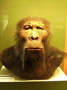 afarensis } Lucy (~3,6