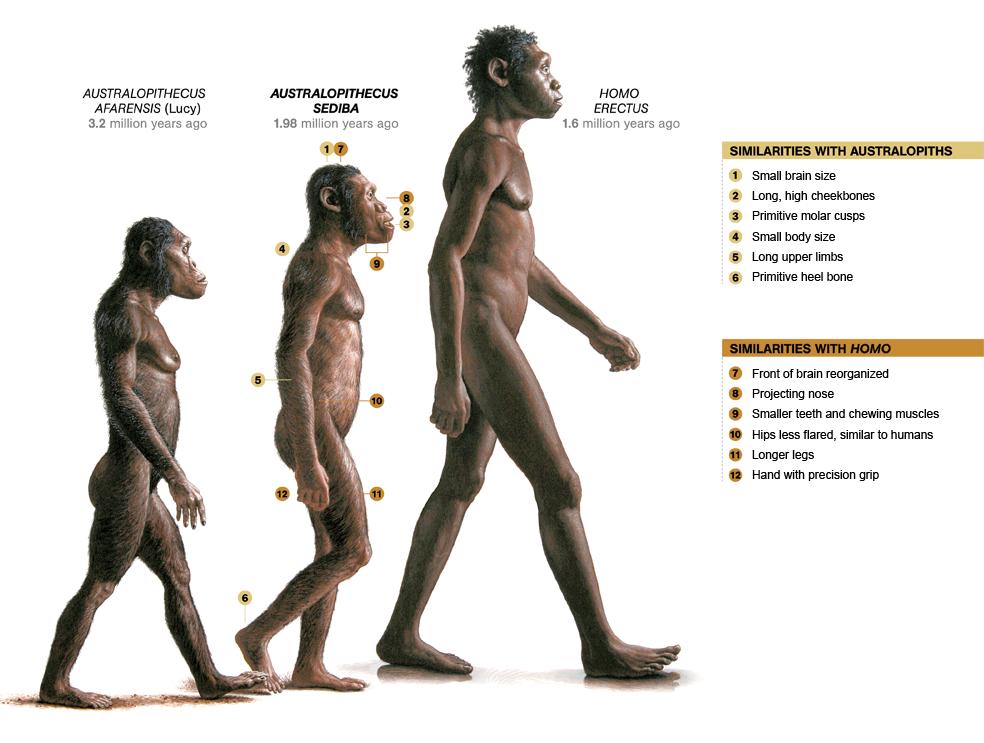 Australopithecus sediba } }