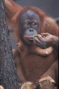 Goryl Orangutan