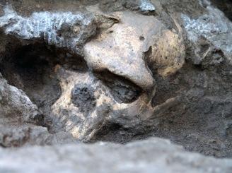 Homo Odkryte niedawno w Gruzji (Dmanisi) skamieniałości (~1,8 MYA) sugerują, że H. habilis, H. ergaster i H.