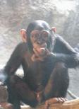 Goryl Bonobo