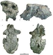 Zachował się jedynie fragment czaszki Niepewne datowanie ~ 6-7