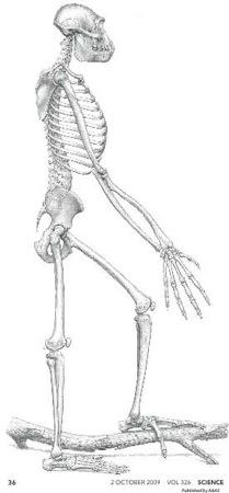Ardipithecus ramidus - Ardi Odkrycie 1994, publikacja 2009 4,4 mln.