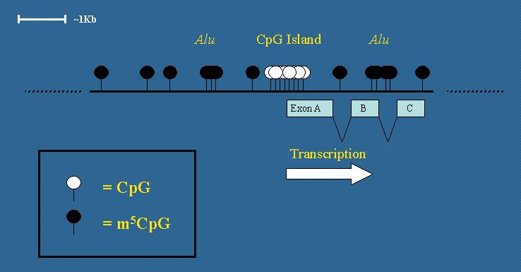 Wyspy CpG regiony genomu (1-2 kpz) bogate w dinukleotyd CpG (p oznacza wiązanie