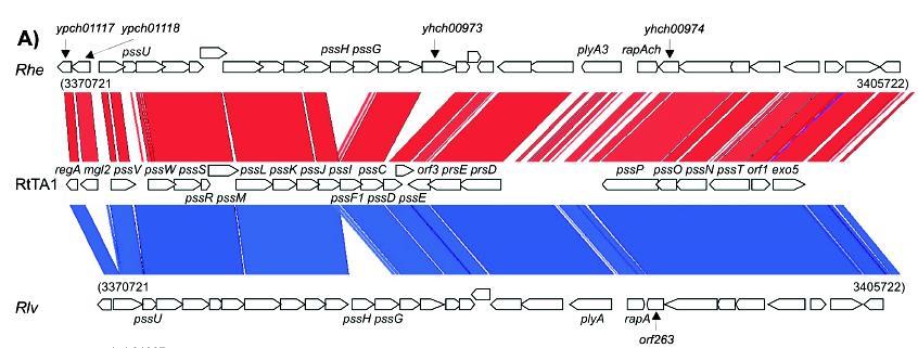 makrosyntenia: zachowanie syntenii w dużej części lub całym chromosomie (rzadko w dalej spokrewnionych organizmach) mikrosyntenia: zachowanie syntenii jedynie niewielkiej grupy genów w czasie