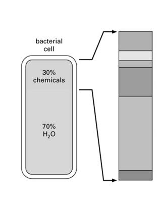Chemiczne składniki komórek DNA RNA białka jony nieorganiczne 1%