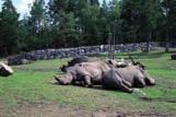 Wszystkie akwaria są fascynujące, ale najciekawsze jest akwarium z rekinami naprawdę dużymi zoo, zatrzymujemy się przy szympansach (stado liczy około 20 osobników i można by