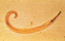 OWSICA (ENTEROBIOZA) Owsiki - białe robaki (obleńce) o długości 3-12 mm Żywiciel -
