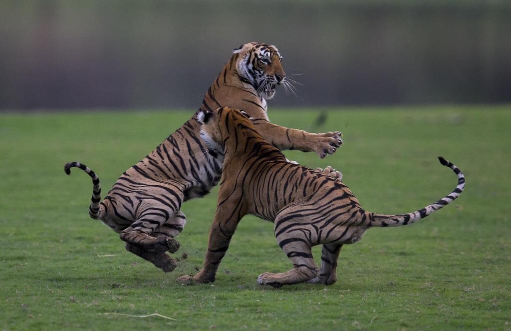 TYDZIEŃ TYGRYSA Przez cały tydzień od niedzieli 17 lutego do soboty 23 lutego Choć wydawać by się mogło, że przedstawiciele tego gatunku wyglądają tak samo, nie ma dwóch tygrysów o takim samym