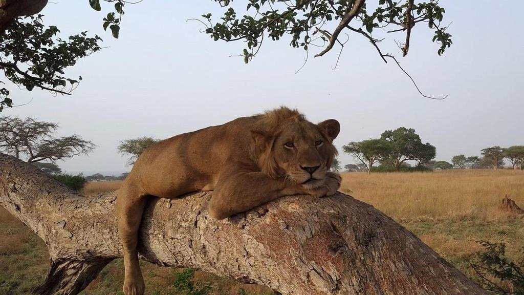LWY W KORONACH DRZEW Tree Climbing Lions Premiera w niedzielę 3 lutego o godz.