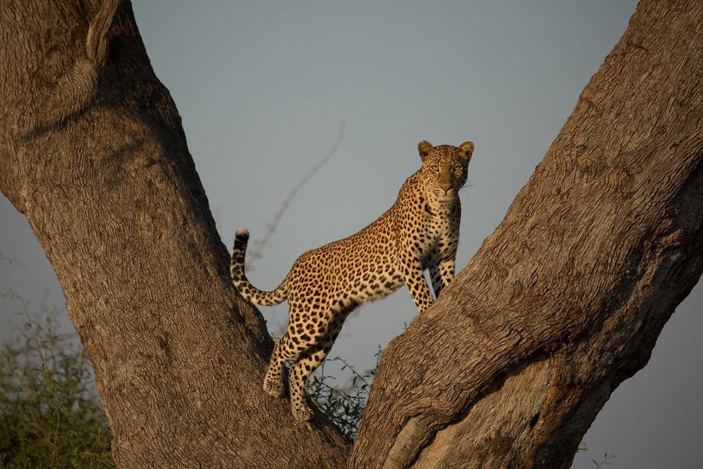 ZEMSTA LAMPARTA Leopards Huntress Premiera w niedzielę 3 lutego o godz. 23:00 (1x60 min) Lamparcica Malika dostała okrutną lekcję życia. Podczas walki z samcem zginęło jej młode.