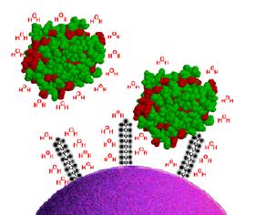 Chromatografia cieczowa oddziaływa ywań hydrofilow ilowych (Hydrophobic Interaction Liquid Chromatography-HILIC HILIC) Zasada: Proces rozdzielania polega na podziale składników analizowanej próbki