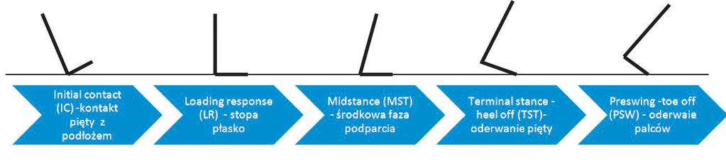 biomechanika \ biomechanics artykuł naukowy \ scientific paper (sprężyste) [2].