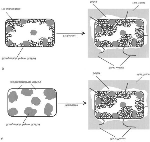 artykuł naukowy / scientific paper stomatologia / stomatology Rys. 5 Mechanizm rozkładu polilaktydu Źródło: [27]. oraz funkcją utraconej korony zęba.