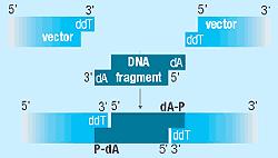 Wektory do rekombinacji nietypowych fragmentów DNA Nietypowych: uzyskanych inaczej niż przez