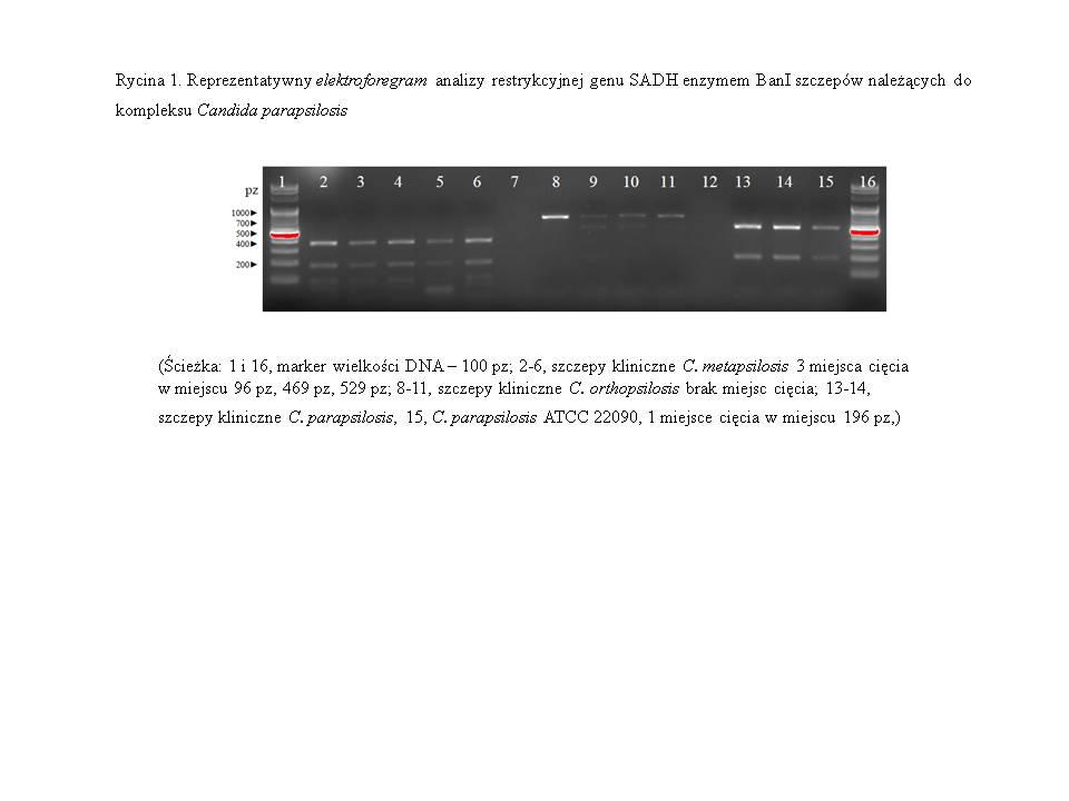 54 D. Domański, M. A. Sikora, R.T. Kuthan i inni czyło o przynależności do gatunku C. parapsilosis sensu stricto. Przy trzech miejscach cięcia, wskazywano na przynależność do gatunku C. metapsilosis.
