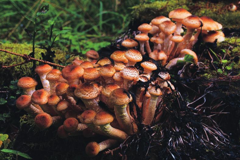 Fot. 2. Owocniki opieńki, jednego z grzybów powodujących największe szkody w polskich lasach (fot. G. Zawadzki) Fig. 2. Honey fungi is one of the fungi causing the biggest damage in Polish forests Tab.