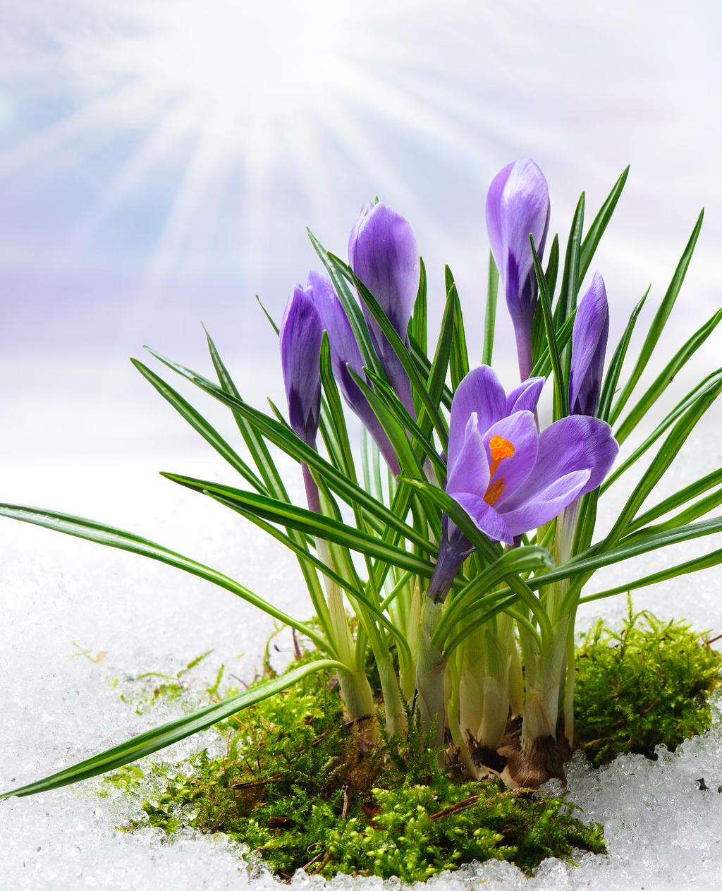 3 / 2019 Przygotuj swój sklep na święta! Str.