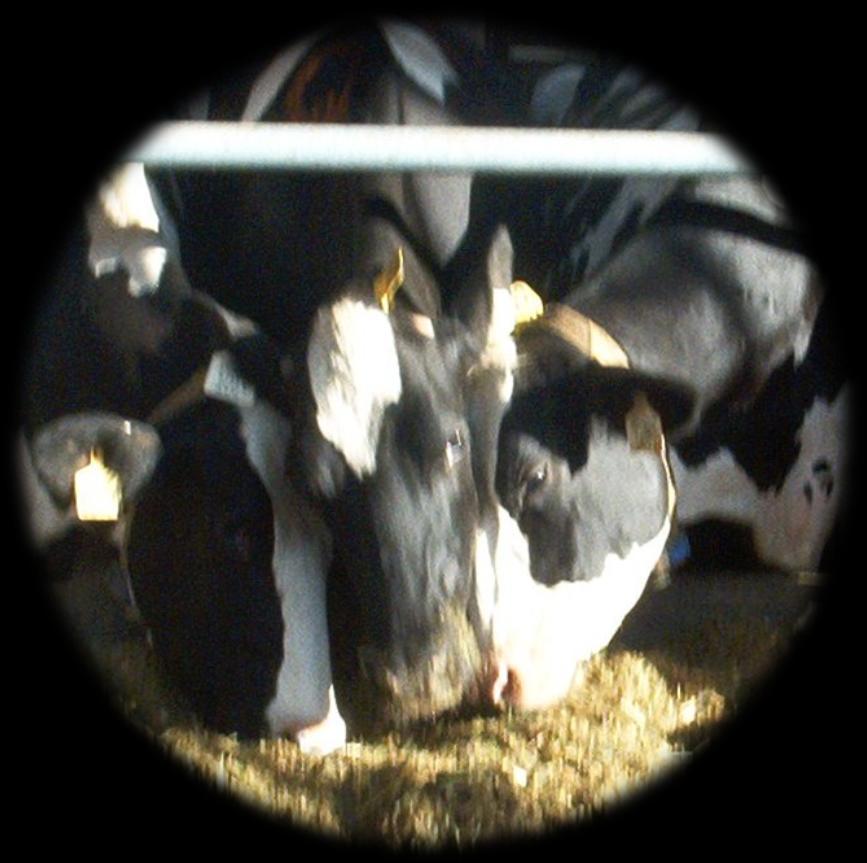 von Keyserlingk i in. 2008. J. Dairy Sci.
