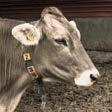 (0,27%), jersey (0,13%), białogrzbieta (0,09%), brown swiss (0,04%)