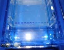 Stężenie każdego wynosi 200 µm. Polimeraza DNA: 0.75-1U polimerazy TAQ (Thermus aquaticus) lub Tfl (T.