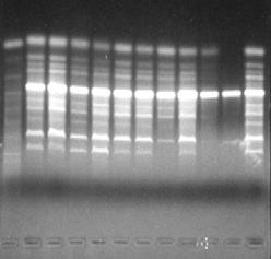 Reakcja specyficzna Reakcja niespecyficzna LolP1 LolP1-3 LolP1B Lhab Produkty reakcji PCR alergenów pyłkowych i białka fotosystemu I (Lhab) u Lolium.
