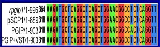 4. Markery DNA: SNPs Polimorfizm pojedynczego nukleotydu (SNP, ang.