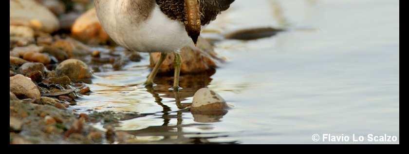 siewkowców Charadrii, rodziny: bekasowatych Scopacidae, podrodziny: