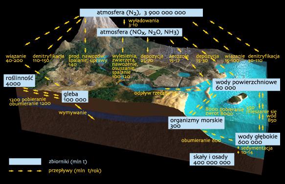 Globalny obieg azotu przepływy (mln t/rok) X 16/35 Globalny obieg siarki