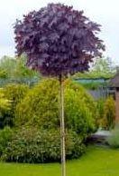 'Umbraculifera'