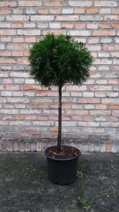 Thuja szmaragd na