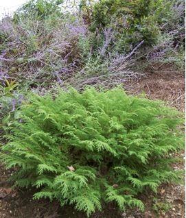 occidentalis)