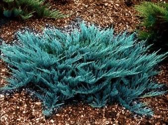 abies) Jałowiec