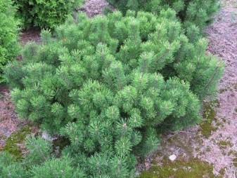 Kosodrzewina pinus