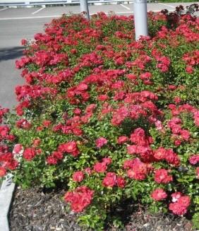cudowna (Weigela