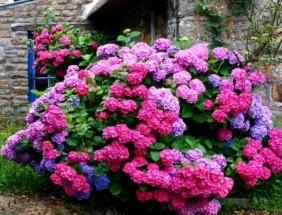 Purpurea Róża Red