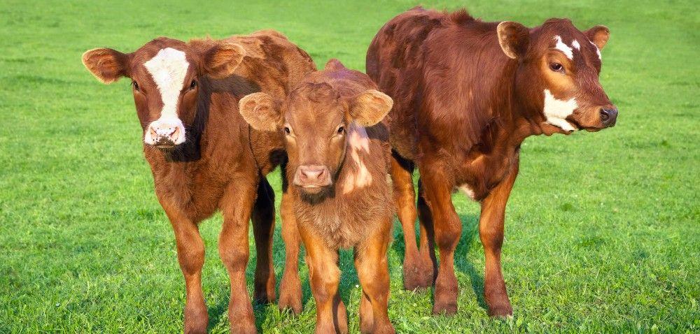 https://www. Rozwój produkcji bydła mięsnego: co z dofinansowaniem?