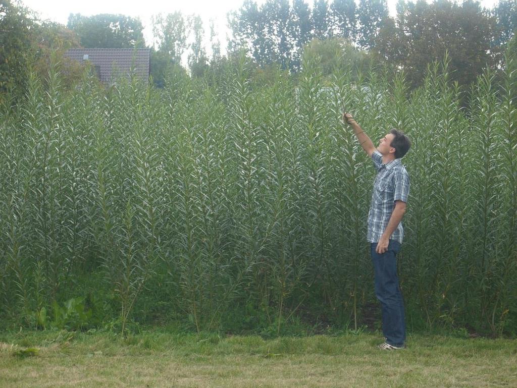 Biomasa eksperymentalna plantacja wierzby energetycznej Źródło: www.iagro.