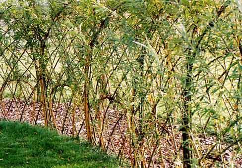 plantacja wierzby