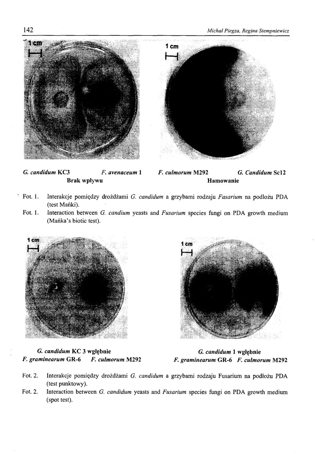 142 Michał Piegza, Regina Stempniewicz G. candidum KC3 F. avenaceum 1 F. culmorum M292 G. Candidum Scl2 Brak wpływu Hamowanie Fot. 1. Fot. 1. Interakcje pomiędzy drożdżami G.