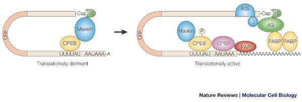 Cytoplasmic polyadenylation promotes translation Mendez, R. & Richter, J. D.