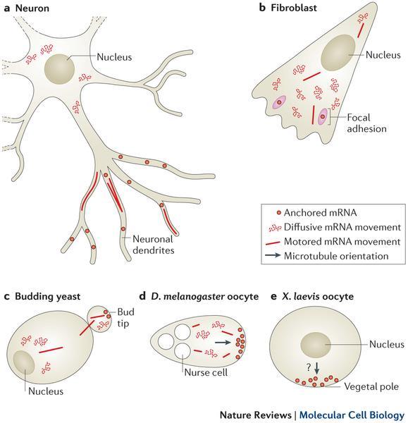 Different types of mrna movements depend