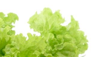 MultiWeigh MW XV-L-Salad Do 20%
