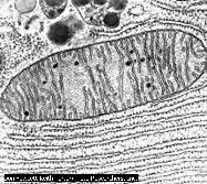 GENOM MITOCHONDRIALNY 1,7 x10 3 Wiele kopii w pojedynczej komórce; kopie mogą różnić się od siebie jądro chromosomy rybosomy aparat Golgiego