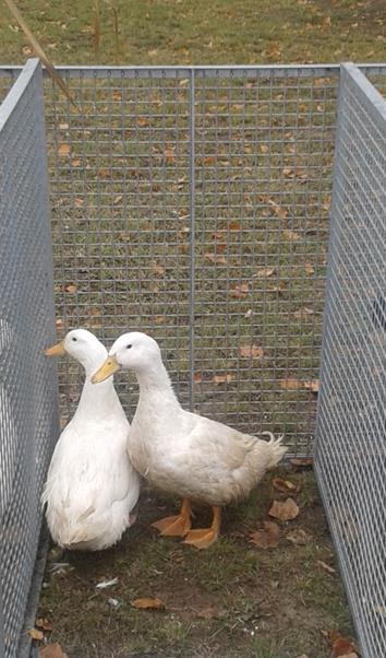 Fot. 2 Kaczki pekin francuski P-9 Kaczki pekin angielski (LsA) Posiadają upierzenie białe, nogi barwy pomarańczowo - żółtej, a dziób żółty lub blado różowy z przebarwieniem dziobowym.