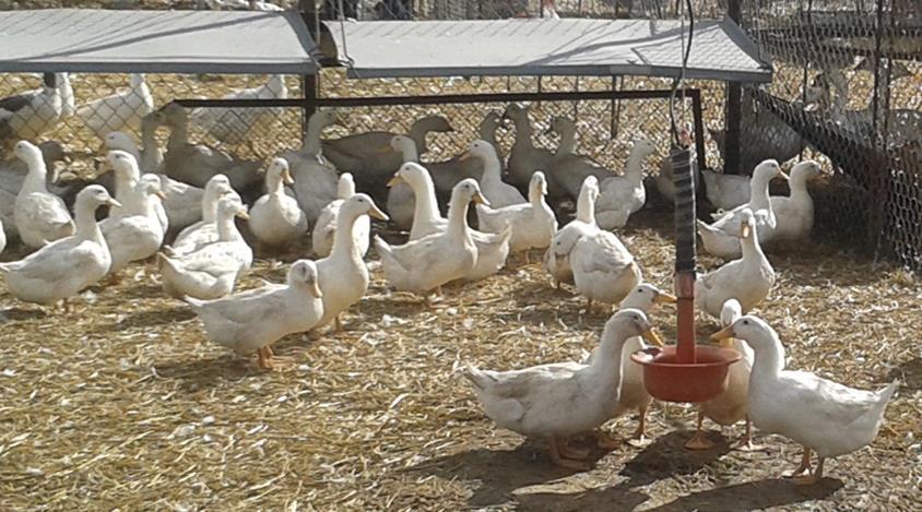 Fot. 3 Kaczki pekin angielski LsA W związku z wystąpieniem na terenie Polski w IV kwartale 2016 roku ognisk wysoce zjadliwej grypy ptaków, gęsi utrzymywano w okresie od 03.12.2016 r. do 10.04.2017 r.